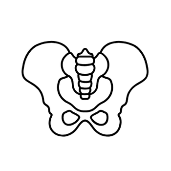 Suelo pélvico icono
